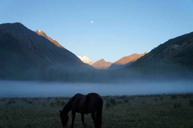 Лошади в тумане на Алтае