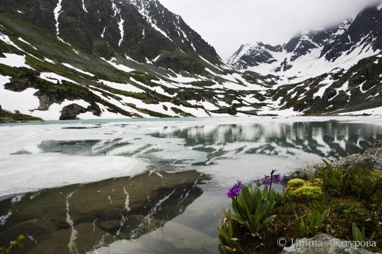 Цветущая примула снежная на озере Куйгук