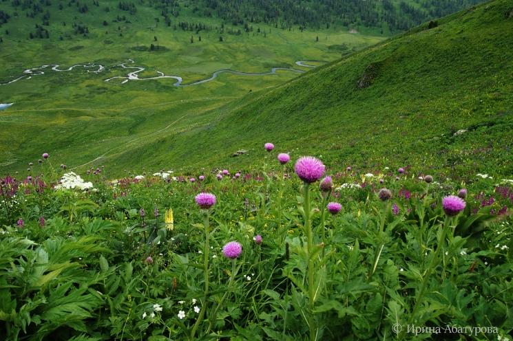 Цветущий Маралий корень на склоне перевала Большереченский, внизу долина реки Тихая