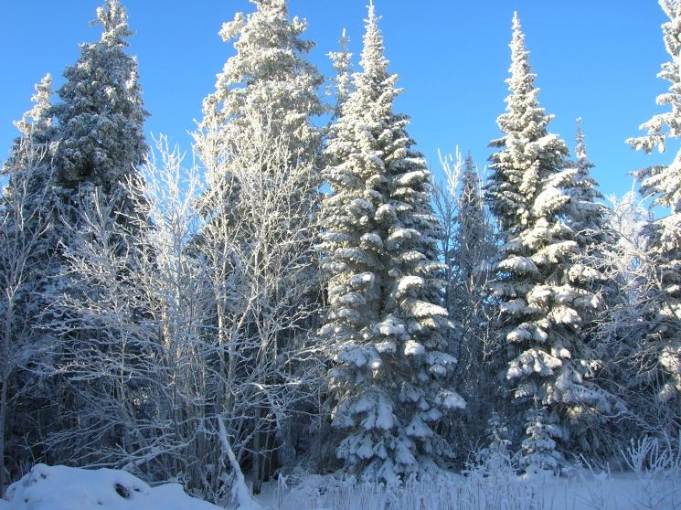 Кедры в снегу на Белой горе