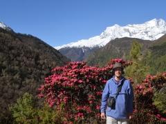  У рододендрона в Гималаях
